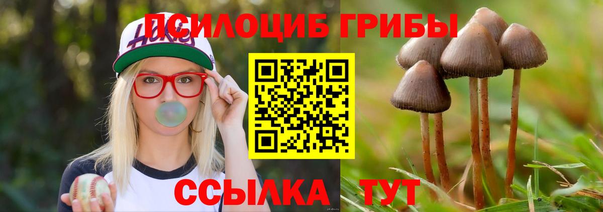 Галлюциногенные грибы Psilocybe Партизанск